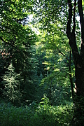 Trees 1