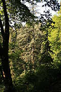 Trees 2