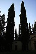 Tall trees