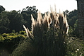 Pampas Grass 2