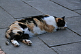 Monastery Cat