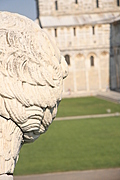 Lion 1