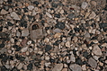 Rusted padlock on small pebbles