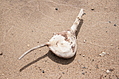 Driftwood