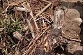 Driftwood