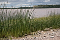 Marshy beach