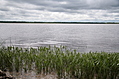 River plants