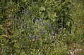 Wild flowers 1