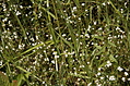 wild flowers 5