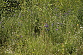Wild flowers 6
