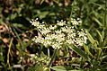 Wild flowers 7