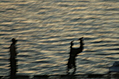 Youths on the dock 3: jump!