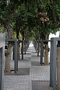 Line of trees 1