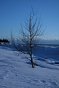 Winter tree