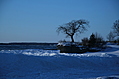 Lonely tree