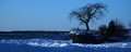 Lonely tree