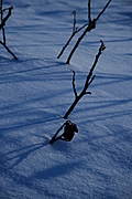 Twigs in snow