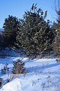 Snowy fir tree