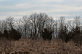 Row of trees on the ridge