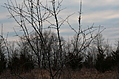 Thorn bush 1