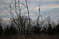 Thorn bush 2