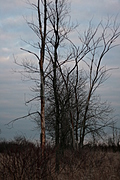 Trees