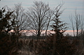 Sunset trees