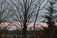 Tree wallpaper 1