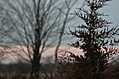 Tree wallpaper 2