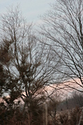 Blurry trees