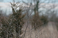 Buds 1