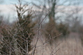 Buds 2
