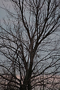 Closer tree