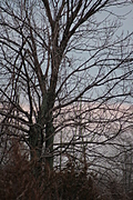 Winter sunset tree