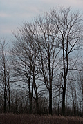 Trees in a row