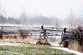 Snow