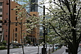 Blossom 2