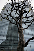 Tree by tall tower