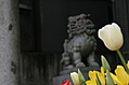 Japanese temple 37