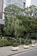 trees and tubs