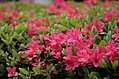 Pink plants