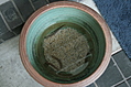Chinese restaurant 3: Fish in bowl