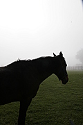 Horse 1