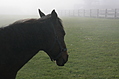 Horse 2