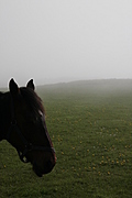 Horse 3