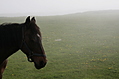 Horse 4