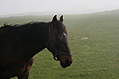 Horse 5