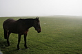Horse 6
