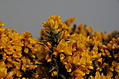Gorse 1
