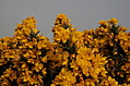 Gorse 2